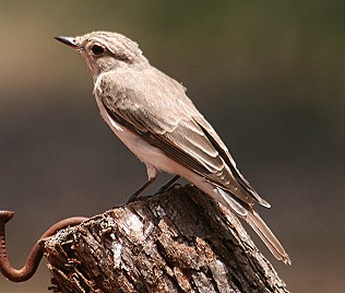 Dunkelschn&auml;pper(Muscicapa adusta) African Dusky Flycather)